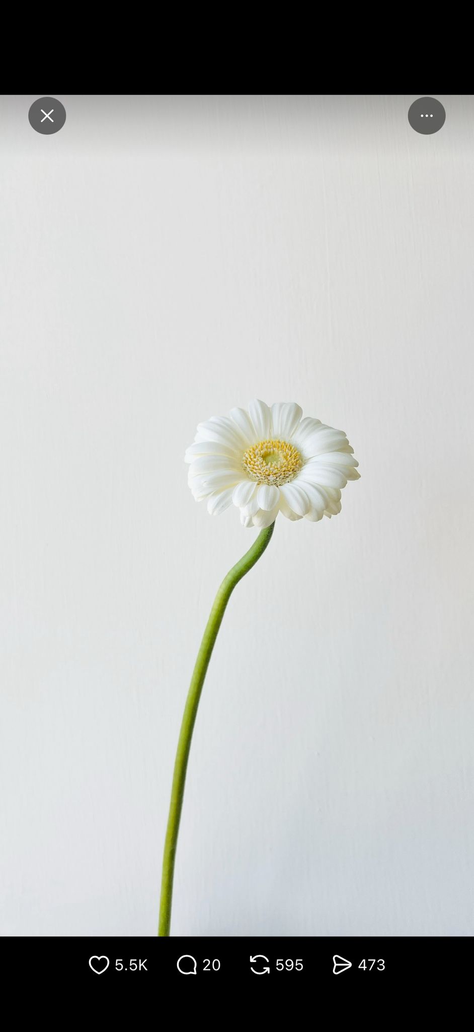 White Gerbera Daisy